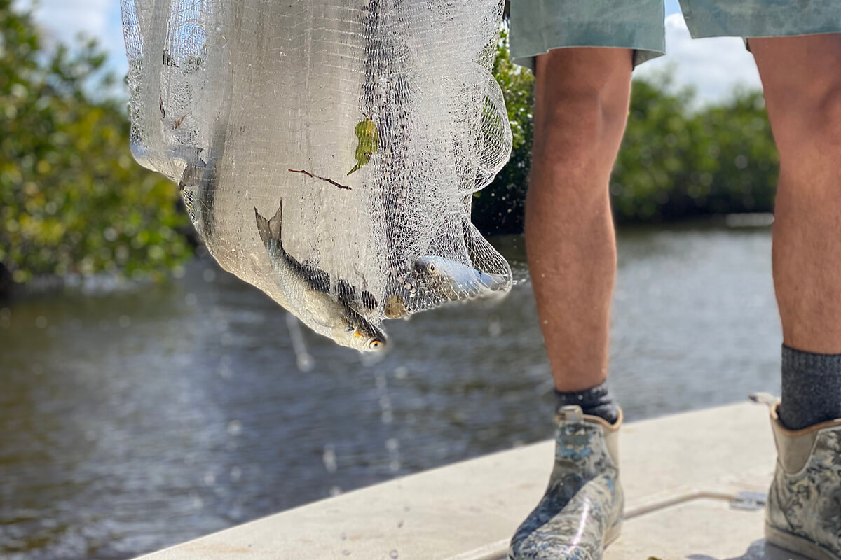 Mullet caught be cast netting on Anna Maria City Pier