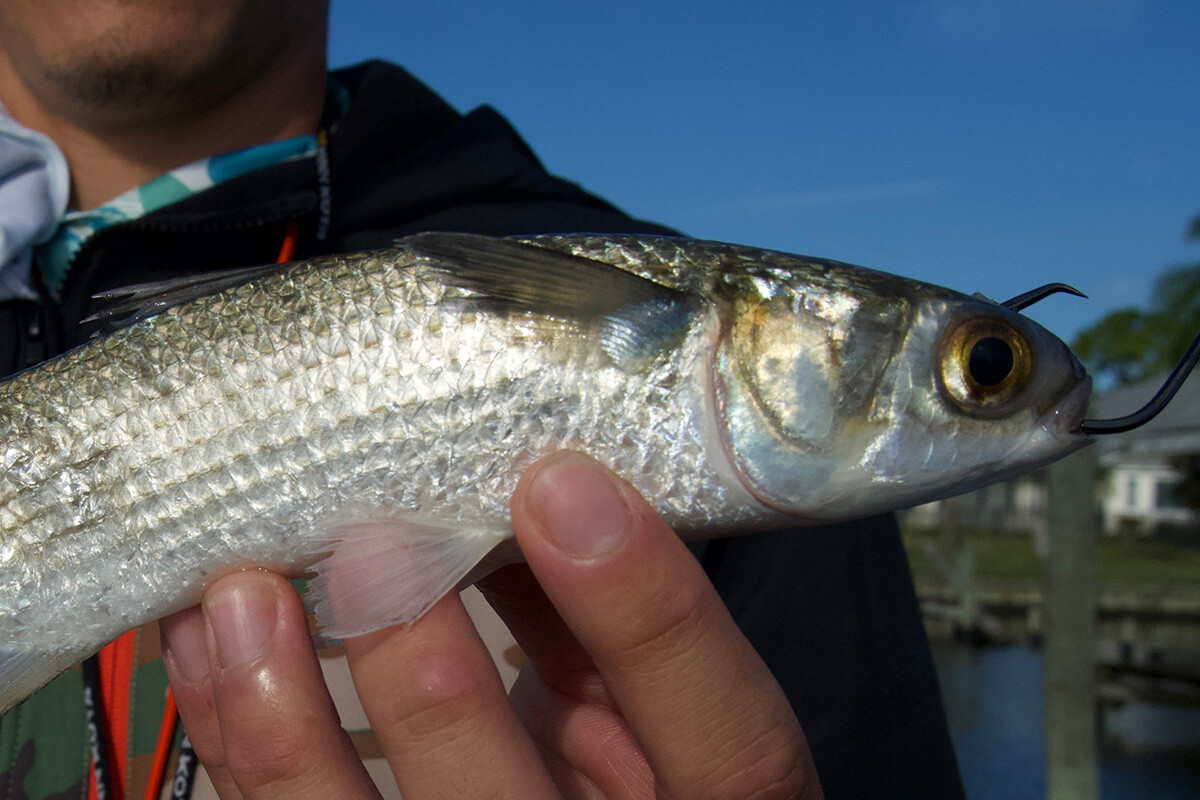 Mullet 101: Everything You Need to Know About Using Mullet f - Florida  Sportsman