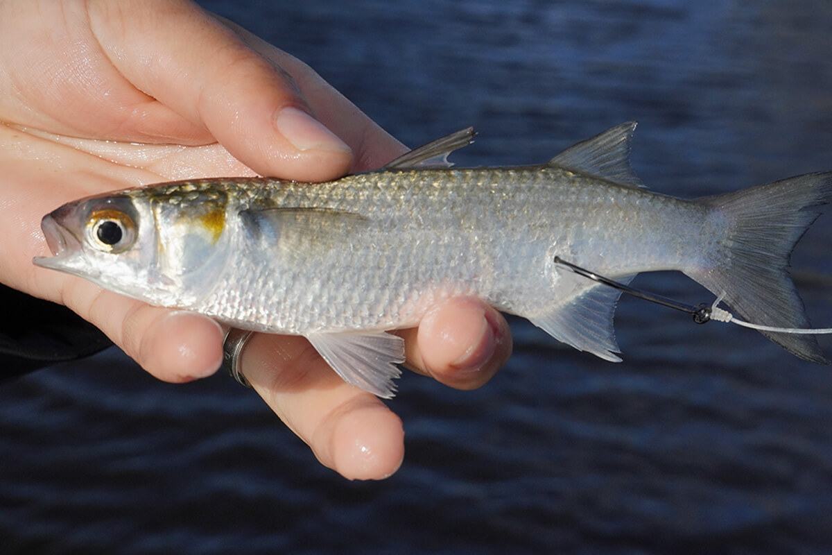 tail-hooked live mullet for bait