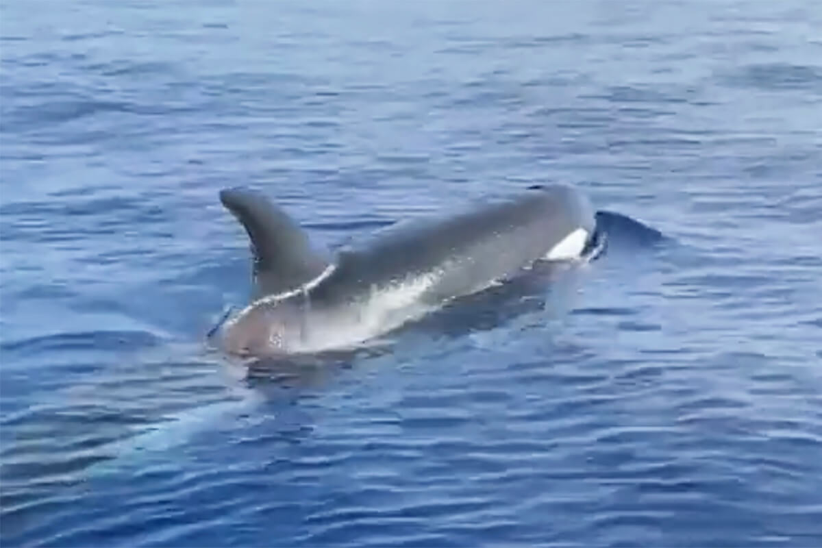 Incredibly Rare Encounter with Orca Whales Shocks Florida Keys Locals