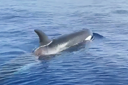 orca whale rises to the surface of the water in florida