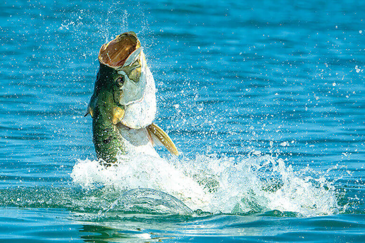 Rules and Advice for Successful Pass Fishing for Tarpon