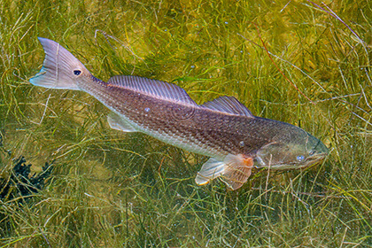 redfish swimming on top of seagrass bed