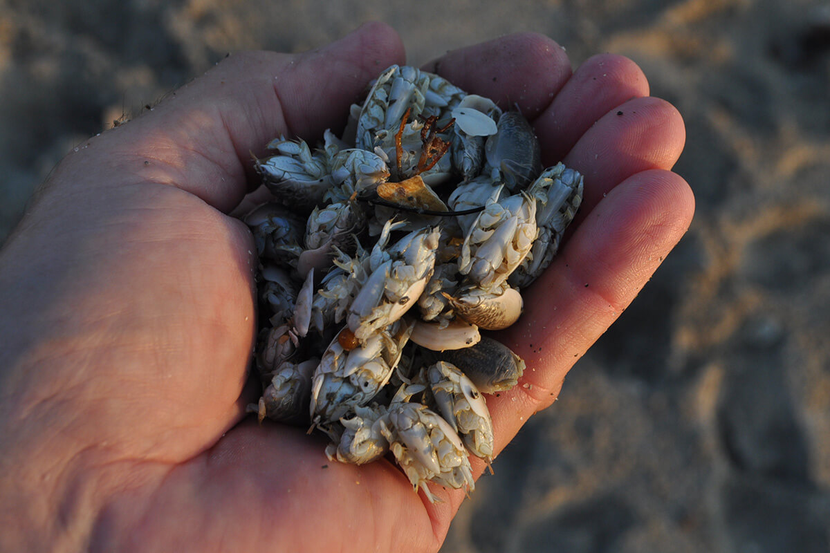 handful of live sand fleas for pompano bait