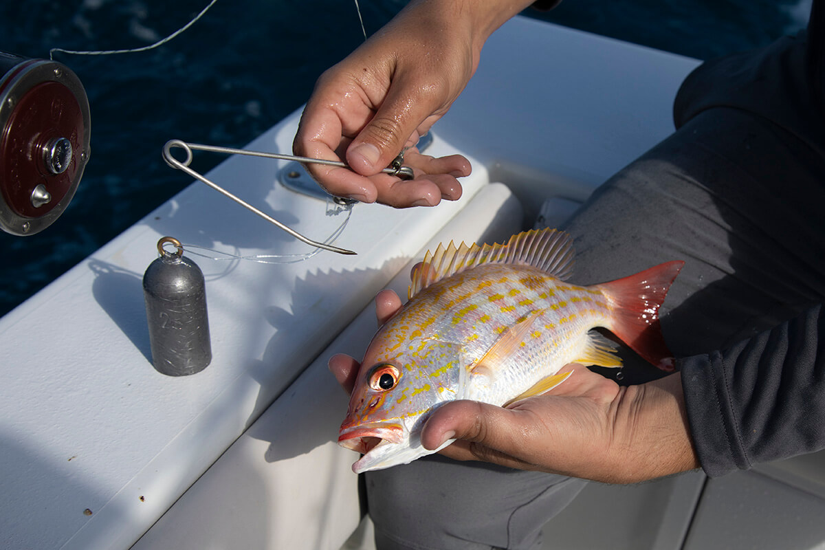 how to use a fish descender