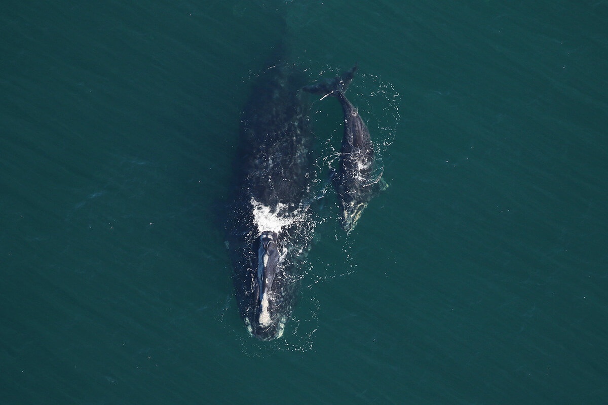 Practice Safe Boating During Right Whale Calving Season 