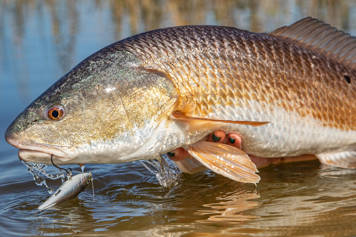 redfish with rapala x-rap fishing plug in mouth