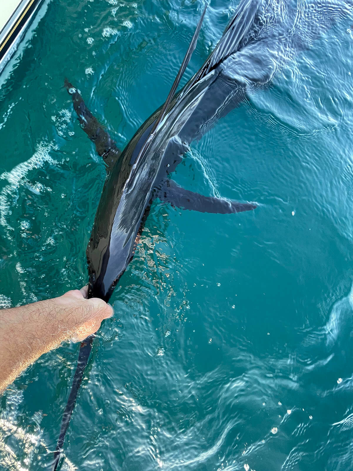 Hook, Line & Record? Girl, 8, reels in marlin almost 5 times her size,  could set new standar, Texas All Outdoors