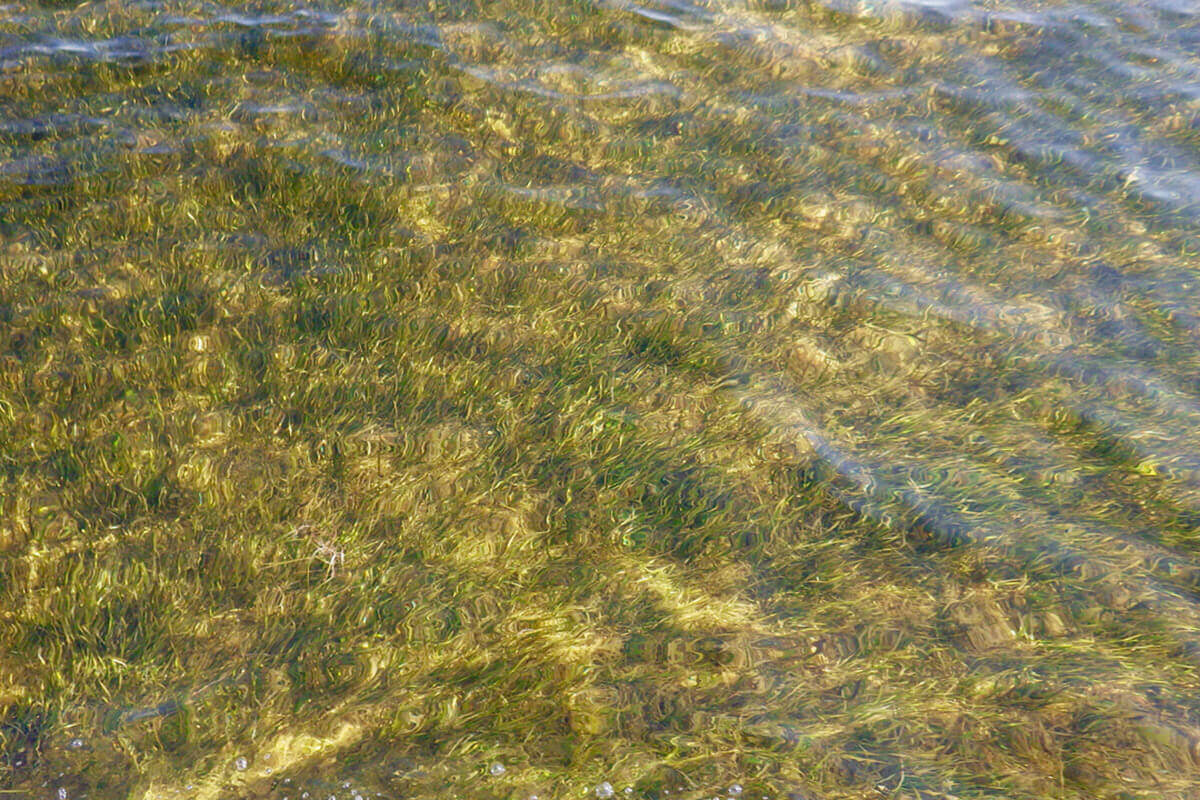 Seagrass 102: 4 Ways You Can Help Restore Seagrass - Florida Sportsman