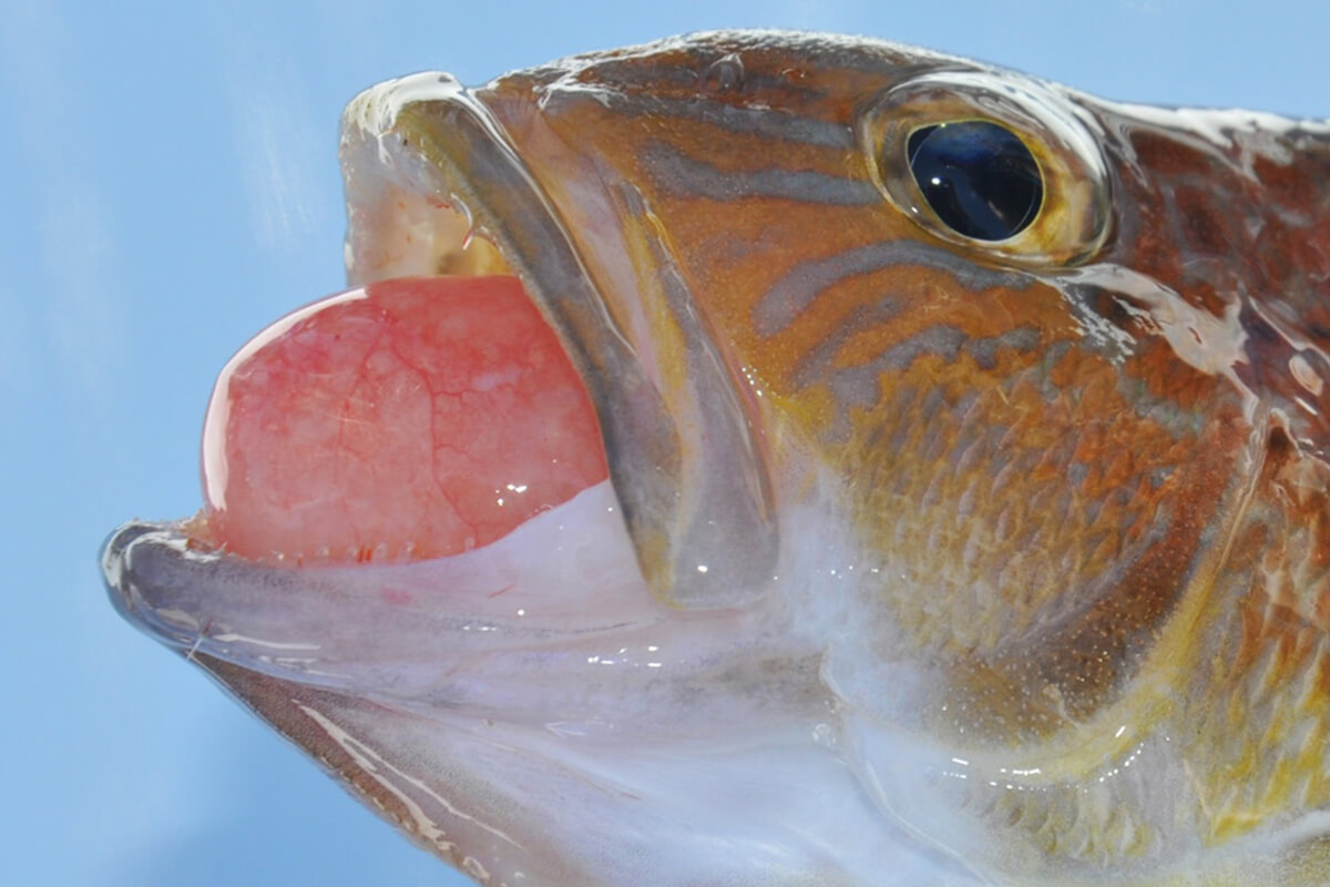 Signs of Barotrauma in Reef Fish & How to Fix It