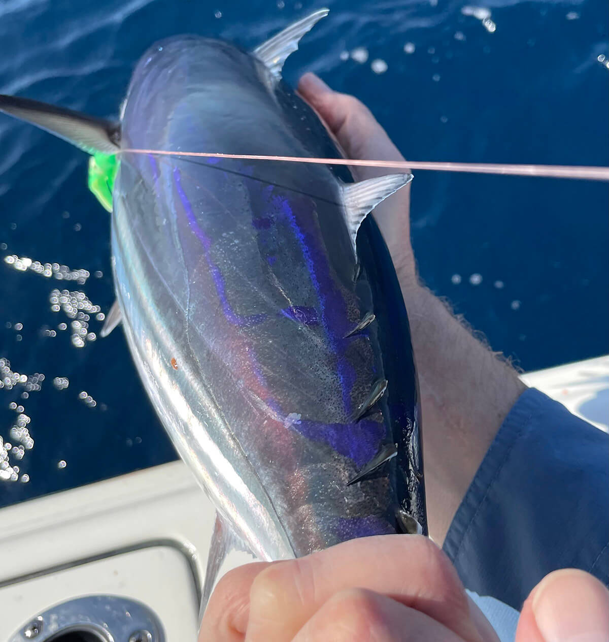 Everything You Need to Know About Skipjack Tuna - Florida Sportsman