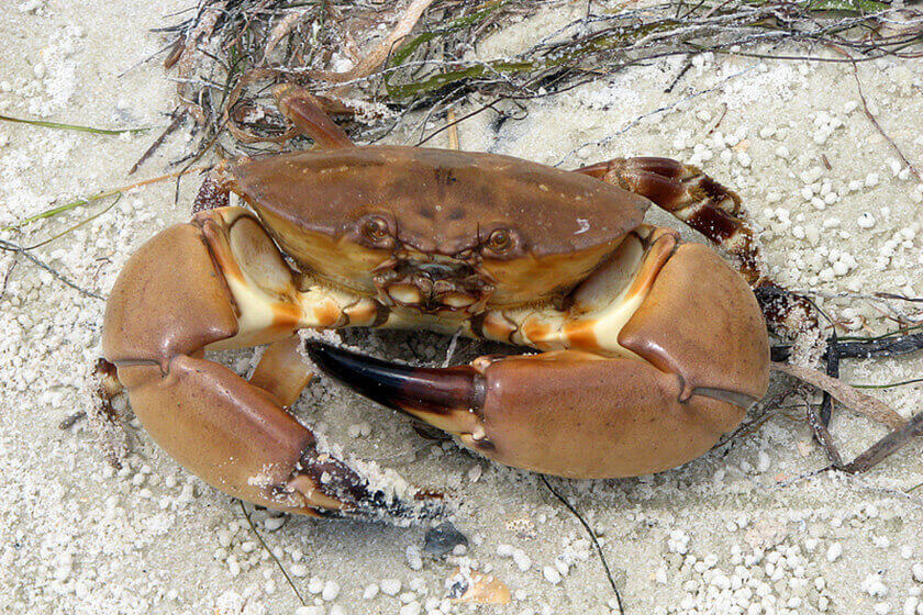 Florida Stone Crab Season Starts Oct. 15