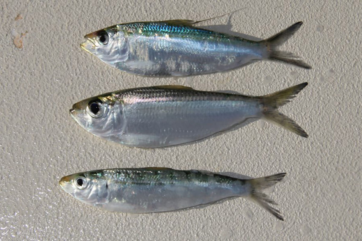 How to Tell Whitebait and Threadfin Apart