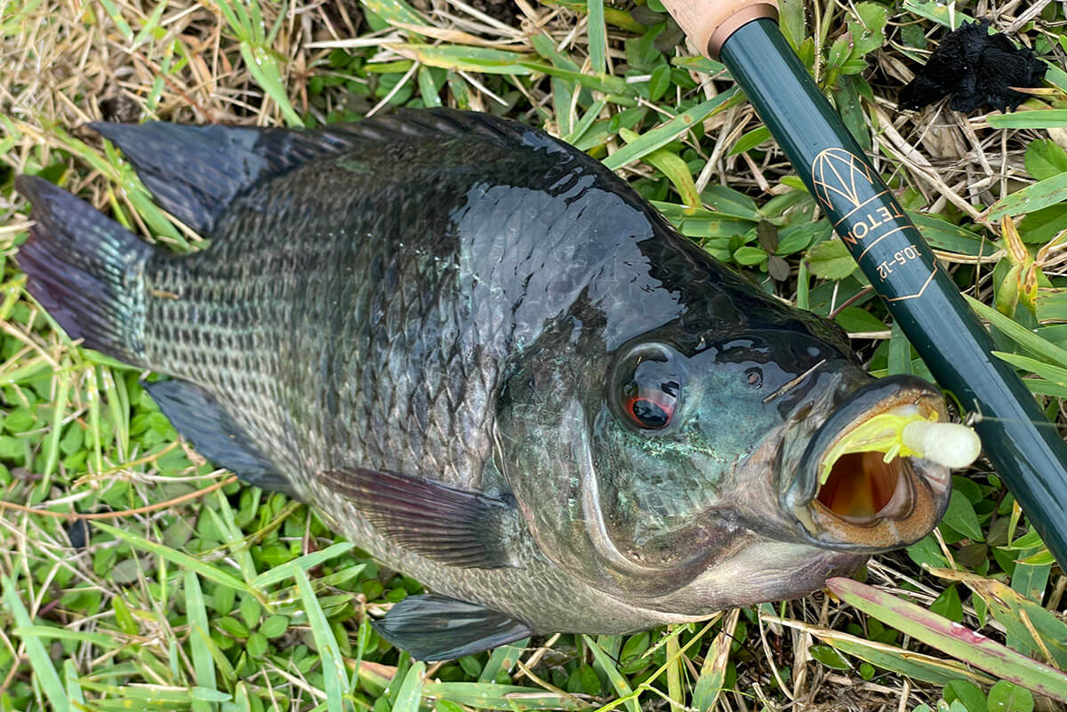 tilapia on grass with tube jig in mouth