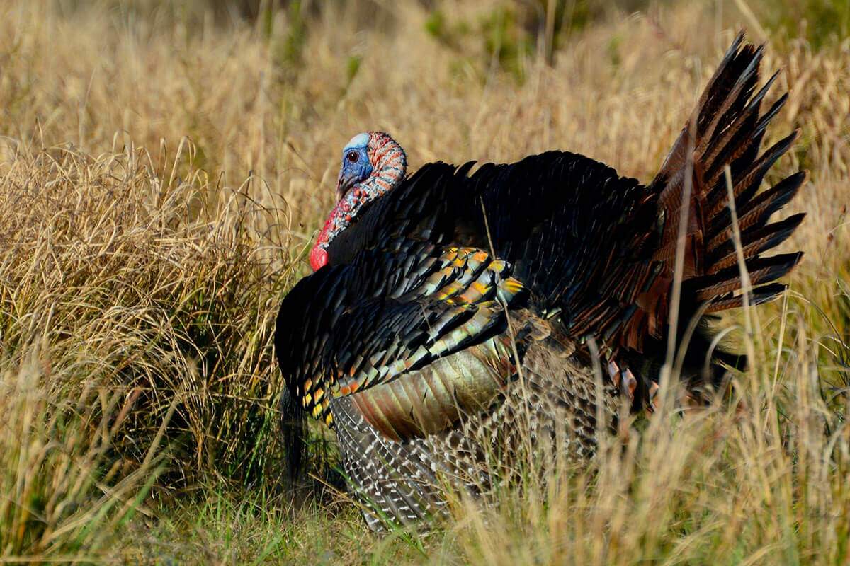 What You Need to Know Before Public Land Turkey Hunting Florida Sportsman