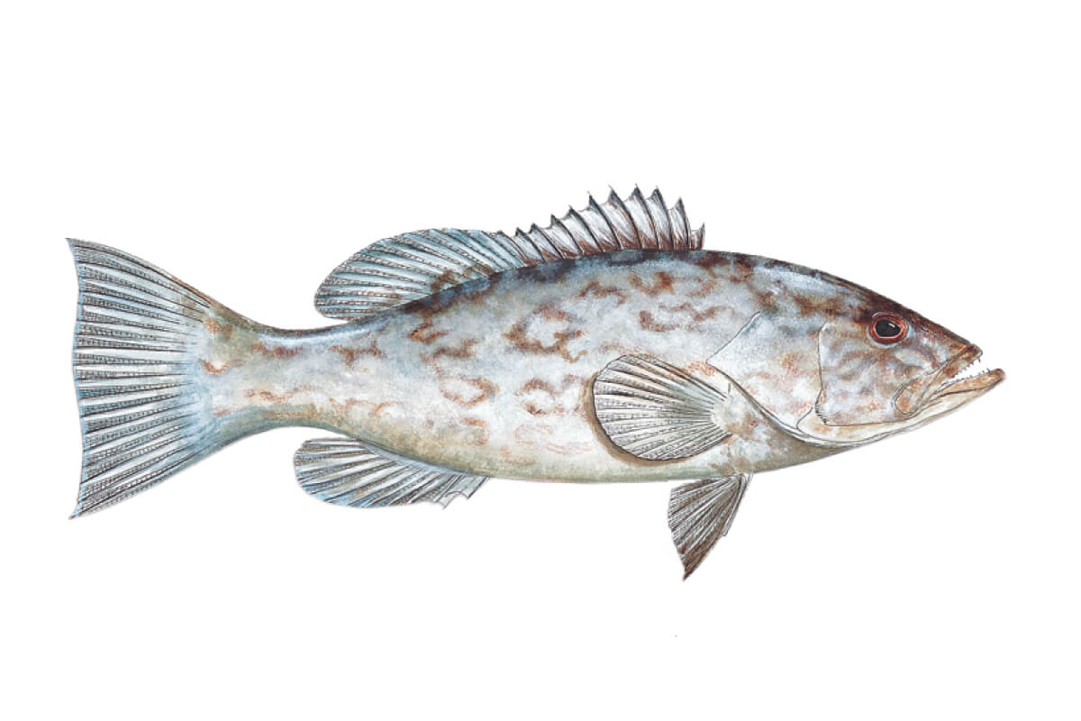 Types of Grouper in Florida: A Short Guide