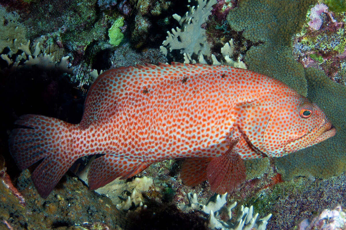 Grouper Lagniappe At Arthur Lawrence Blog Grouper Lagniappe At Arthur Lawrence Blog