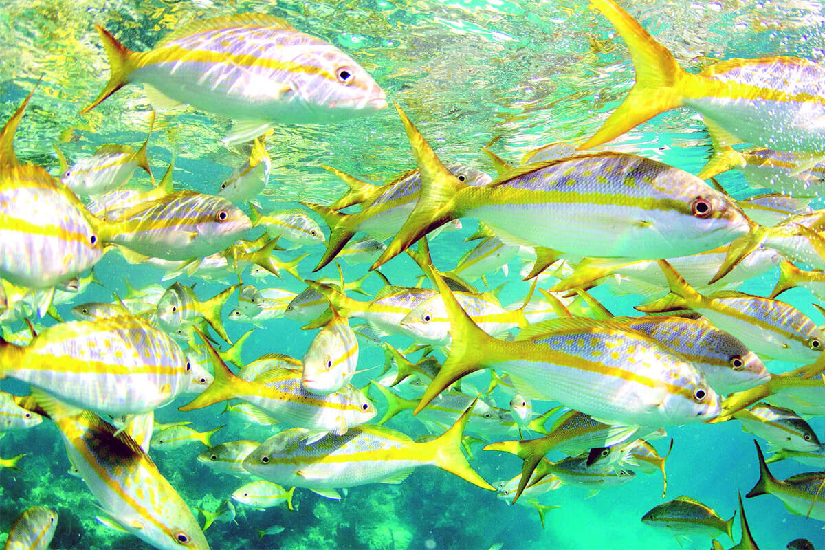 How to Fish for Yellowtail Snapper in the Florida Keys