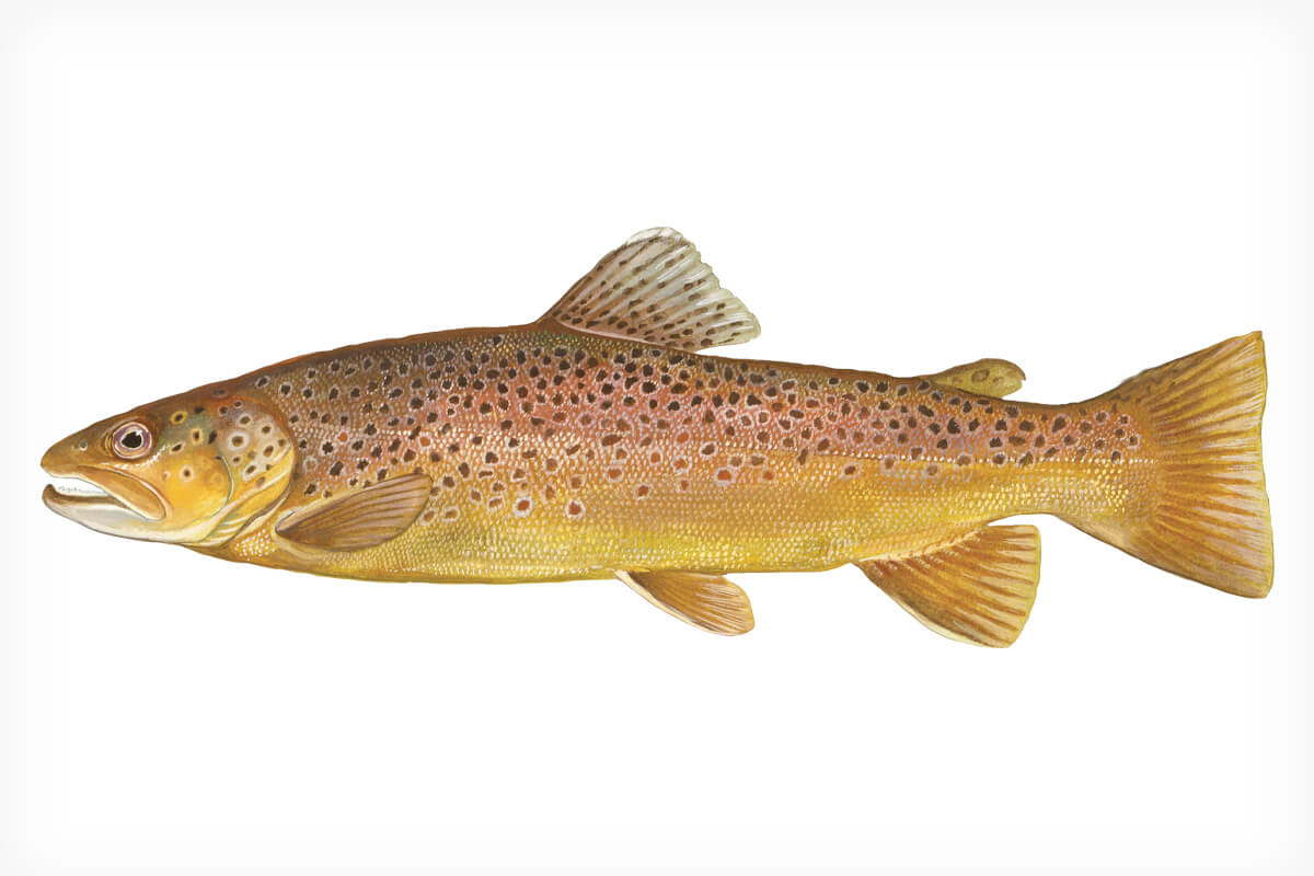 Nick Mayer's Rainbow Trout iPhone Case: Durable