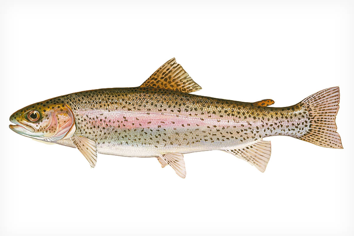 All About Rainbow Trout
