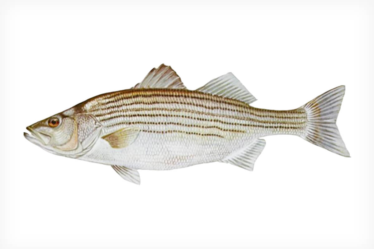 All About Striped Bass