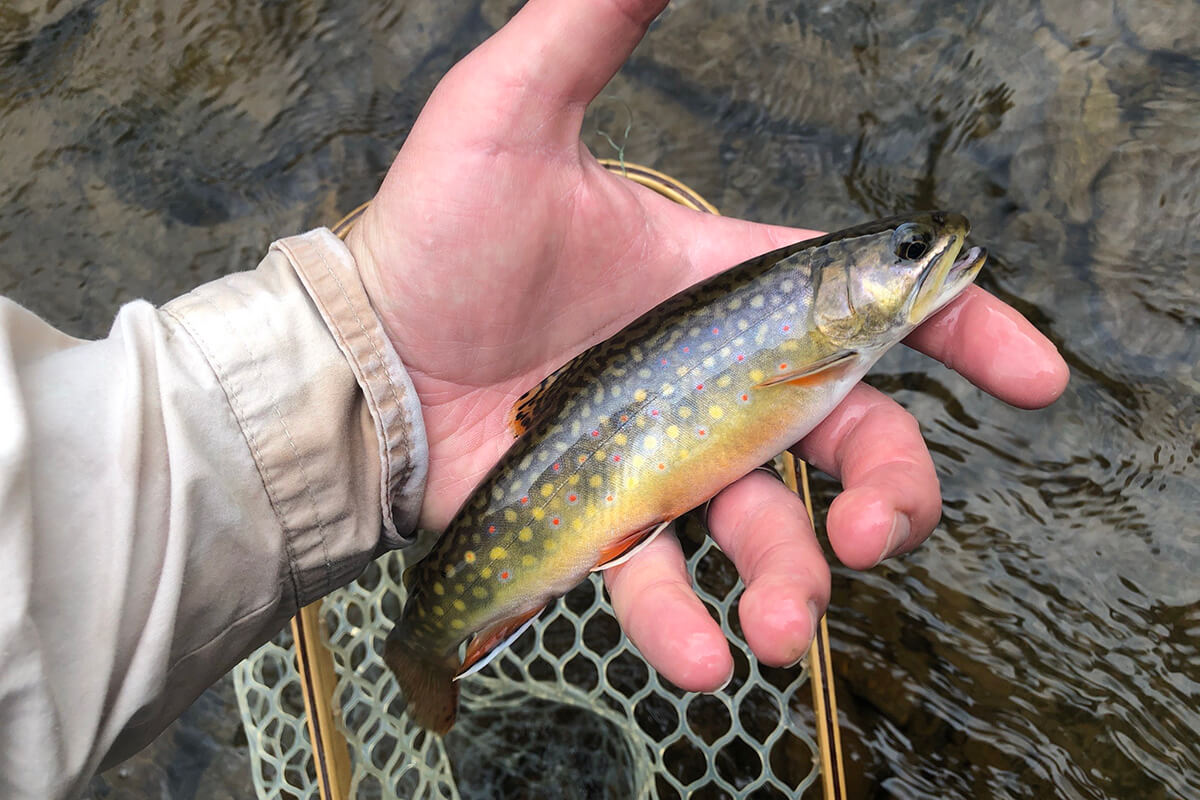 Three species one watershed. : r/flyfishing