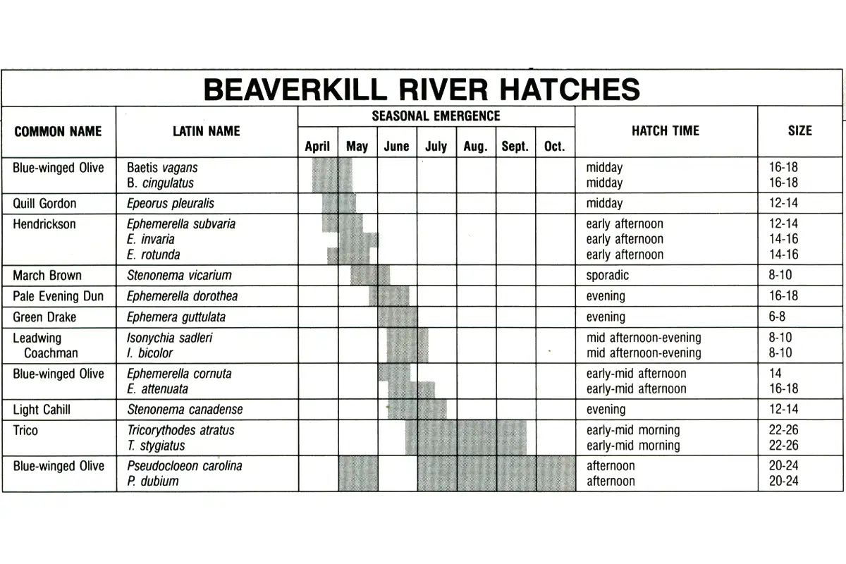 Throwback: Introducing Beaverkill Hatches - Fly Fisherman