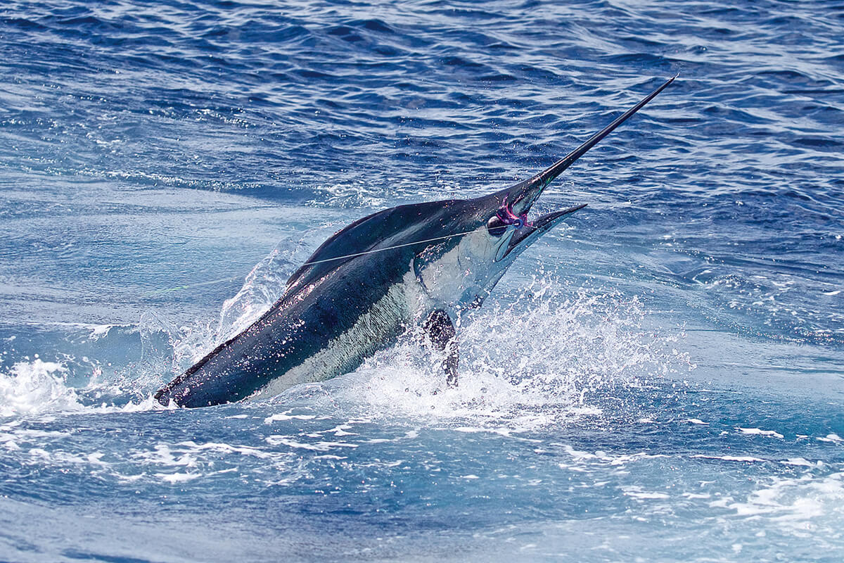 Your Guide to Fishing for Marlin, Sailfish and other Florida Billfish