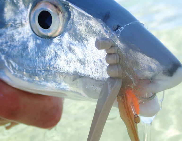 //content.osgnetworks.tv/flyfisherman/content/photos/Bonefish-on-surface-fly.jpg