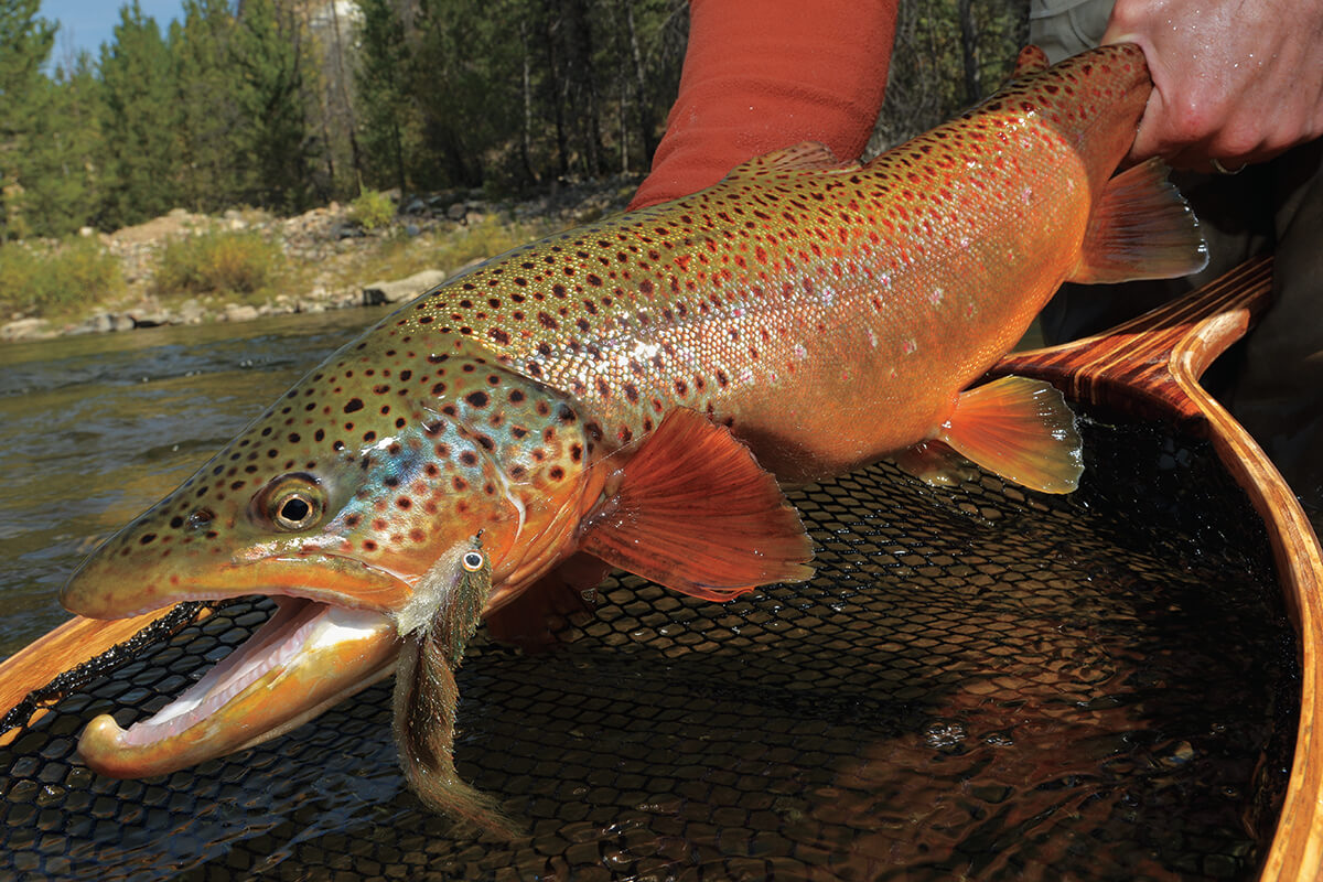 Fly Fishing for Cannibal Trout - Fly Fisherman, learn fly fishing 