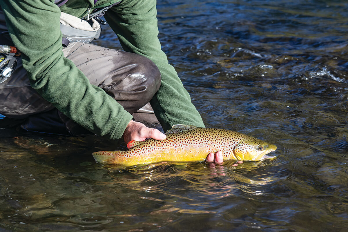 Montana fishing report: Summer heat means low flows, dry flies