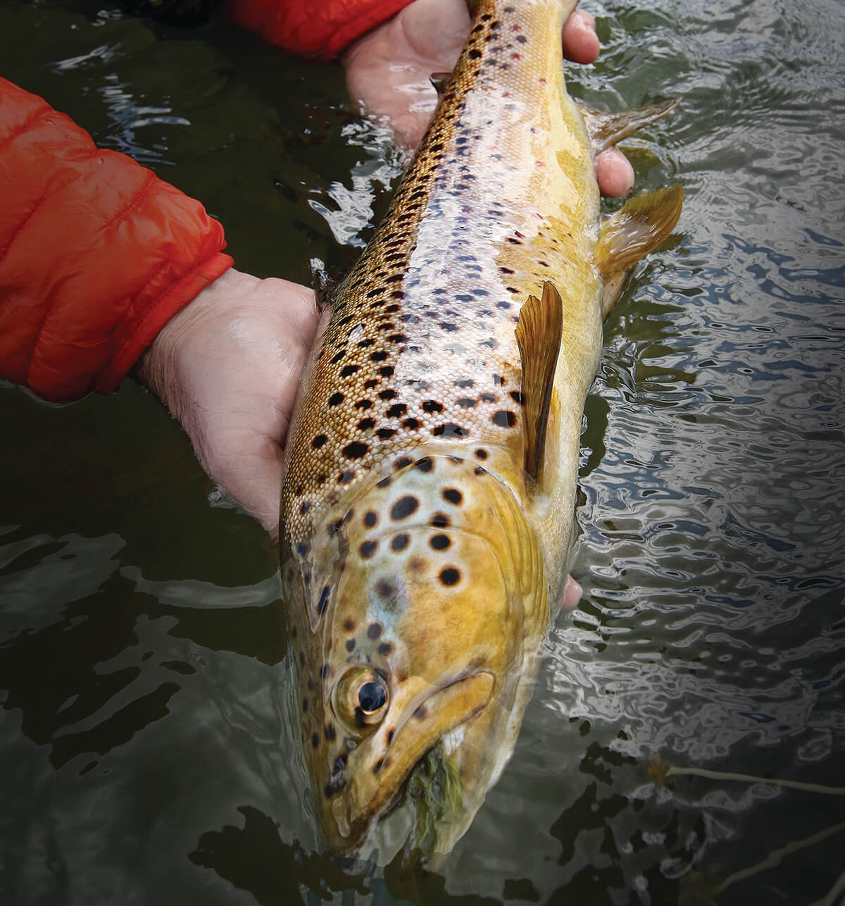 Fly Fishing Chile's Land of Lakes - Fly Fisherman