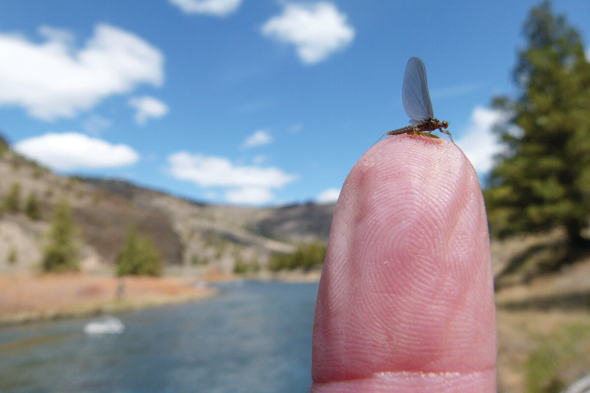 The Crooked River: Home Of Redband Rainbow Trout - Fly Fisherman