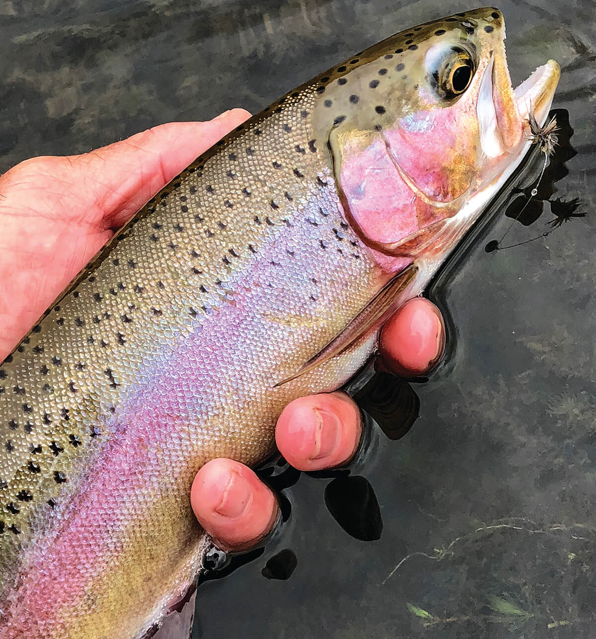 Trout Fisting In America