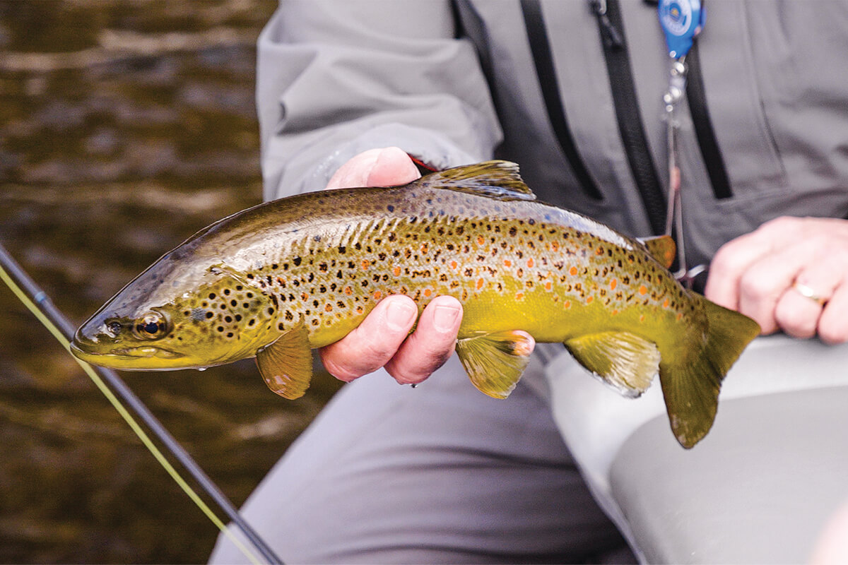 angler kneeling in water holding nice-sized brown trout with one hand