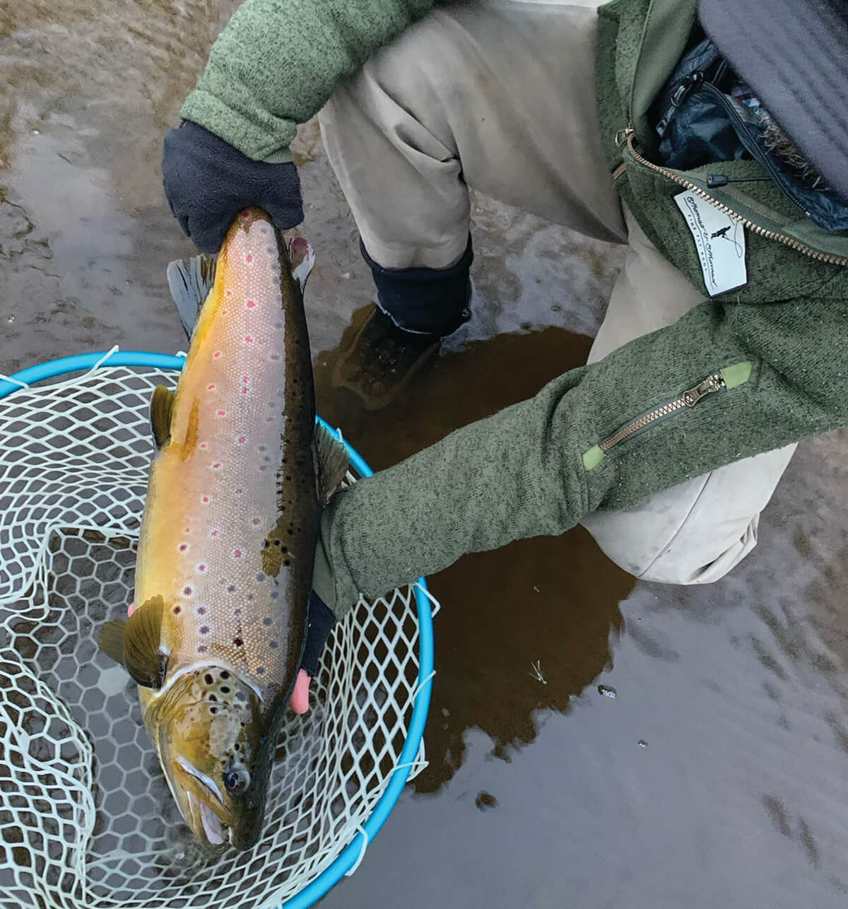 large brown trout held by angler over a net just above the water in a chilly weather
