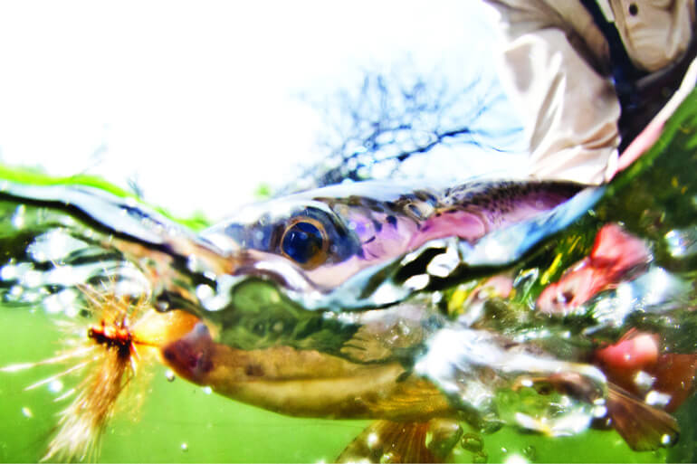 //content.osgnetworks.tv/flyfisherman/content/photos/Deschutes-River-Rainbow-Trout.jpg