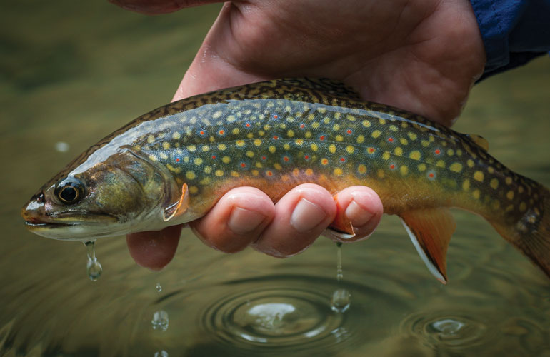 How To Fish MICRO Worms For TROUT In Creeks, Rivers, & Streams