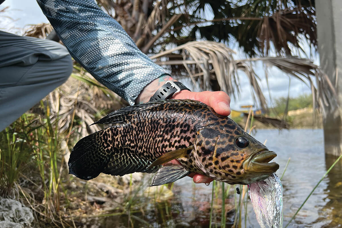 Finding & Catching South Florida Peacock Bass - Florida Sportsman