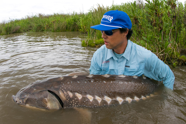 Giant, Native Fish Deserve Our Attention