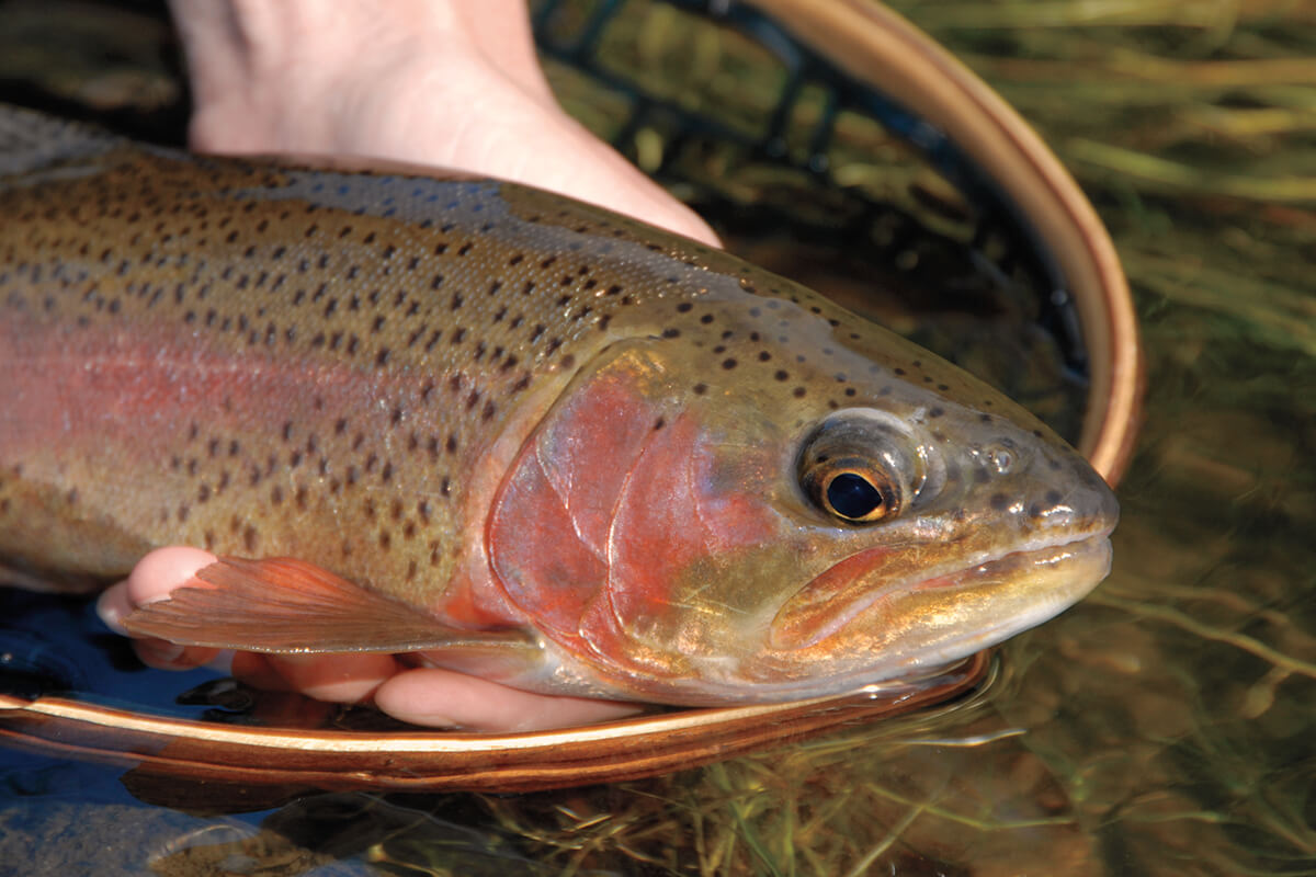 Fly Fishing the Proving Grounds of California's Hot Creek - Fly