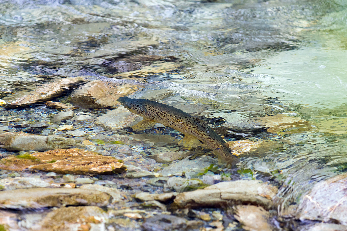 Fly Fishing for Trout in Streams A How-To Guide 