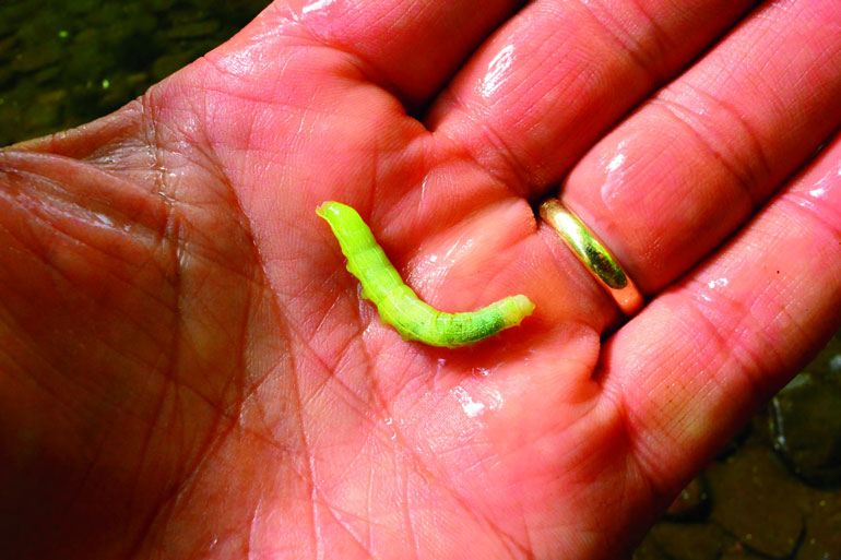 //content.osgnetworks.tv/flyfisherman/content/photos/Inch-Worm.jpg