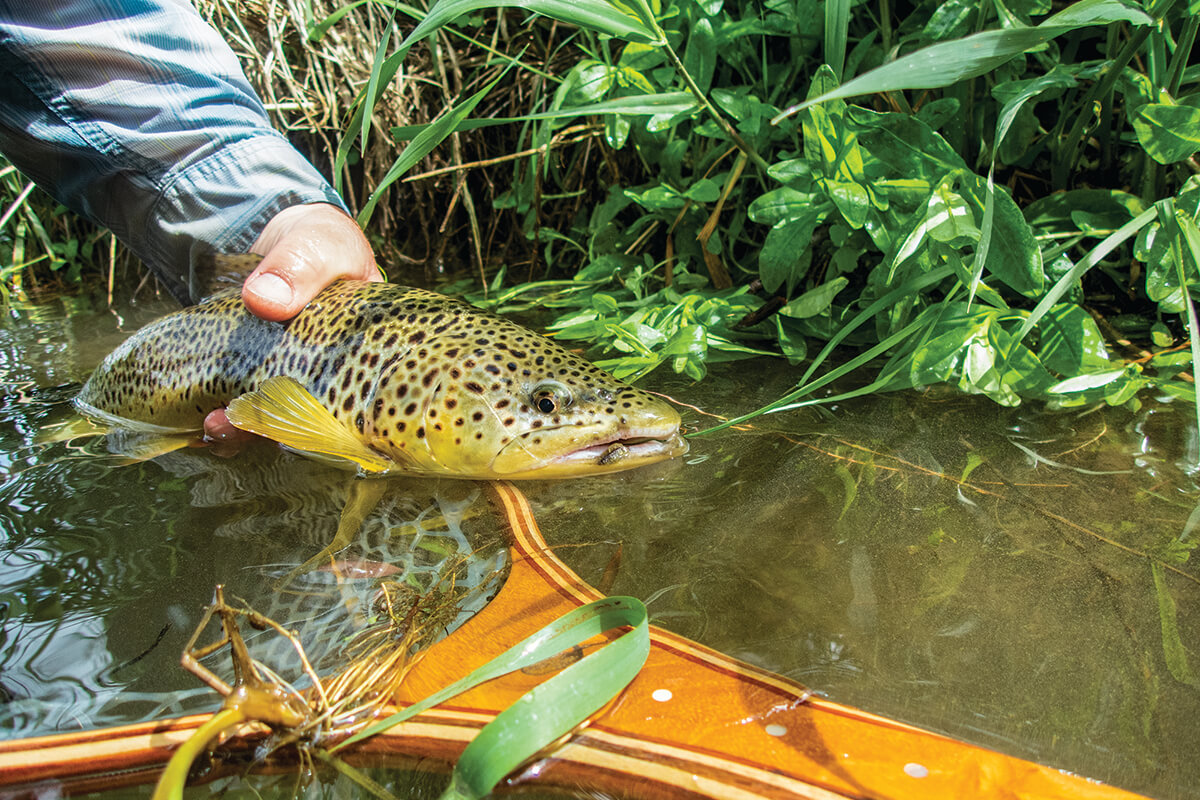 Favorite Flies for Pennsylvania: 50 Essential Patterns from Local