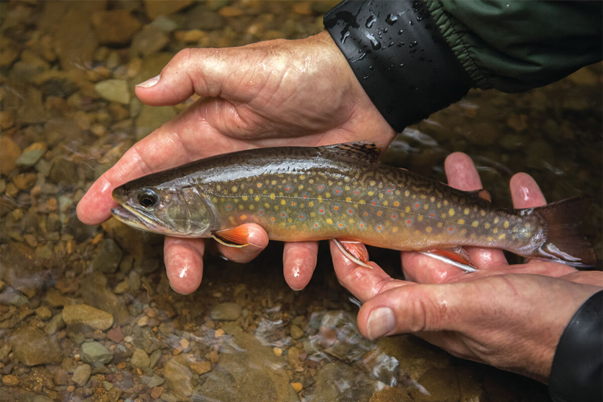Fly Fishing Kettle Creek's Class A Tributaries - Fly Fisherman