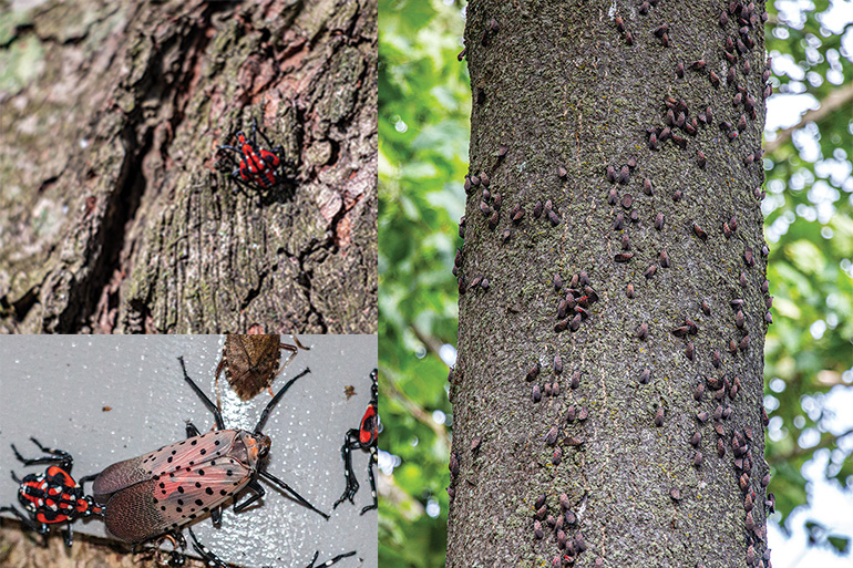 //content.osgnetworks.tv/flyfisherman/content/photos/Lanternfly-Stages.jpg