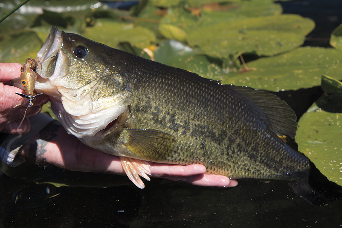 Lessons from Fly-rod Bass Tournament Anglers - Fly Fisherman