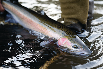 Salmon & Steelhead Fishing Advice & Gear Page 2 - Fly Fisherman
