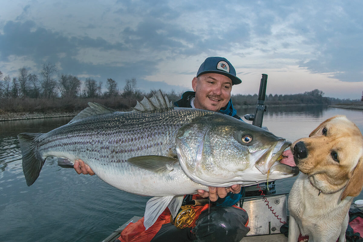 Magnificent October Stripers on California's Sacramento River Delta