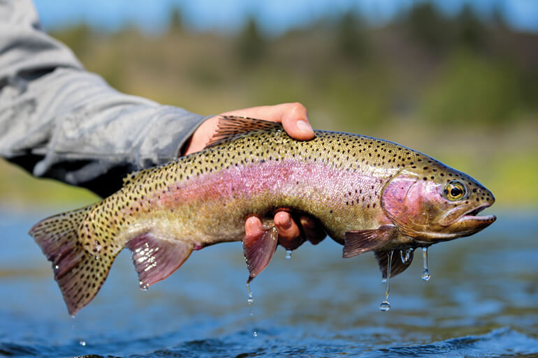 //content.osgnetworks.tv/flyfisherman/content/photos/Rainbow-on-the-Deschutes-River.jpg